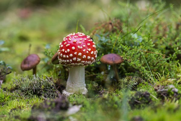 Discover the Many Benefits of Mushroom Supplements for Your Well-Being